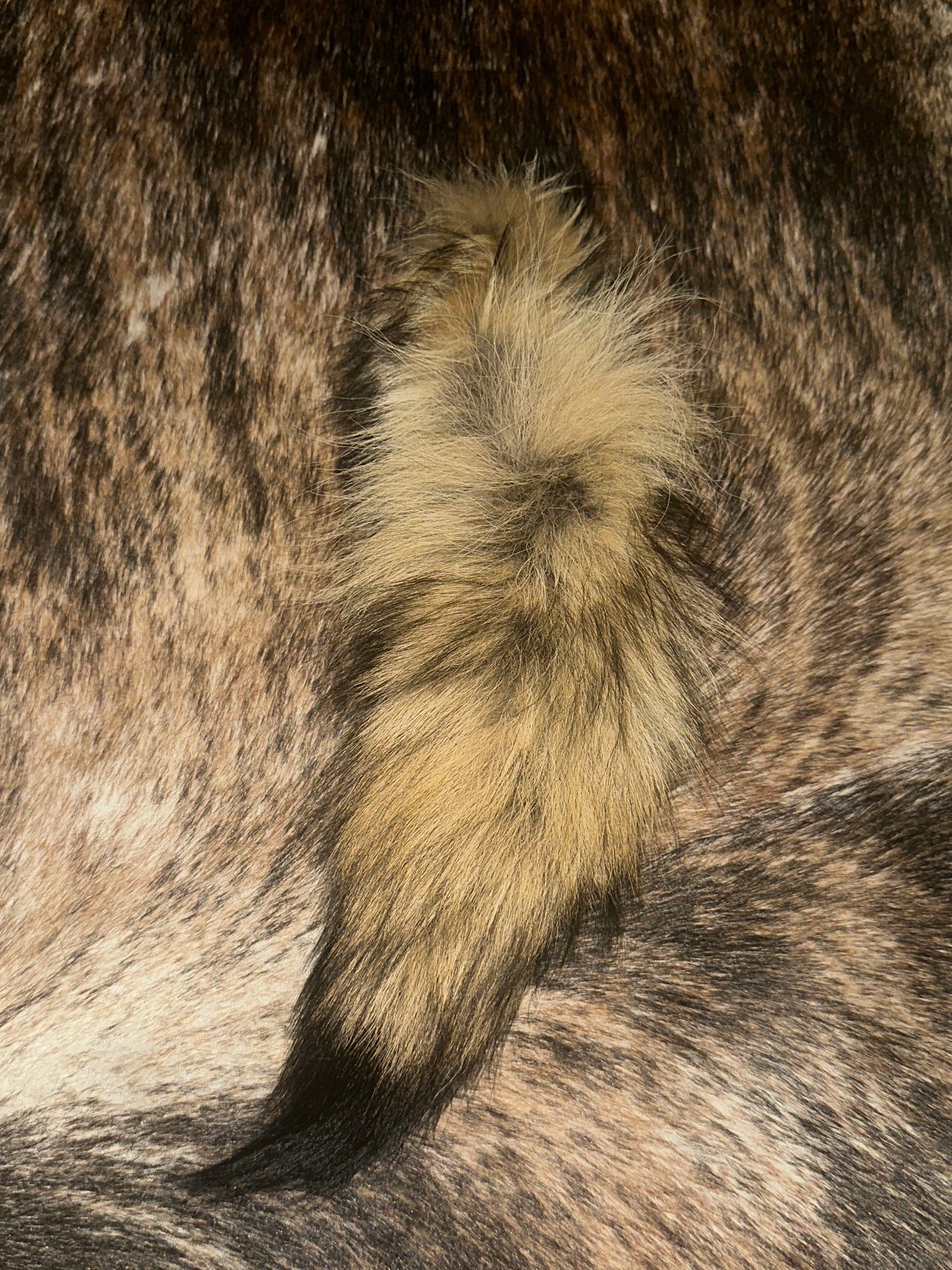 Fox tail